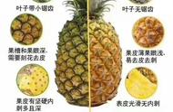 菠萝和凤梨有什么区别