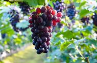 葡萄品种巨峰与辽峰的区别