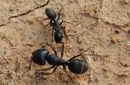 歇后语热锅上的蚂蚁下一句是什么（有关蚂蚁的歇后语热锅上的蚂蚁）