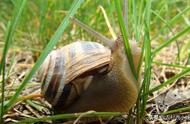 蜗牛脱壳是什么原因（蜗牛脱壳能活吗）