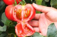 露地番茄施肥方案（番茄施肥正确方法）