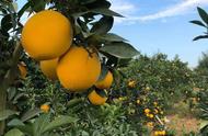 脐橙稀植法亩产可以达到多少斤（脐橙种植每亩有多少棵）