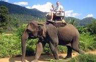 泰国的大象为什么那么凶猛（大象为什么在泰国很重要）