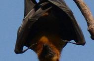 蝙蝠的天敌是什么是害虫还是益虫（蝙蝠天敌是什么怎么赶走蝙蝠）
