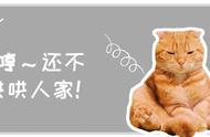 猫咪怎么防止主子吃醋（猫咪“吃醋”的5种表现）