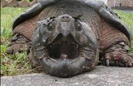 巴西龟的寿命（巴西龟水养还是干养）