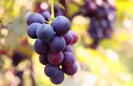 哪种葡萄品种大成熟早（葡萄都有什么品种适合新手种植）