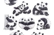 各种样子的熊猫怎么画（画一个完整的熊猫怎么画）