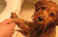 贵宾犬怎么给它洗澡（贵宾犬冬天怎么给他洗澡）