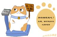 猫为什么吃的又慢又少（为什么我的猫一直以来吃的都很少）