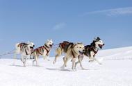 南极大冒险死了几条狗（南极大冒险狗是真死吗）