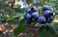种蓝莓选哪个品种（蓝莓哪个品种适合南方种）