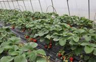 大棚草莓的种植方法与时间（冬季大棚草莓种植方法全过程）