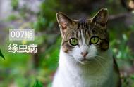 家猫为啥长虱子（猫长虱子的症状）