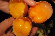 双黄蛋能孵出两只小鸡吗（双黄蛋人工孵小鸡全过程）