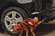 狗总是在车轱辘上撒尿怎么办啊（狗总往轮胎上撒尿怎么办）