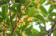 桂花树栽多深最佳（桂花树栽多深最合适）