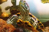 火焰龟的4个品种（火焰龟的优点和缺点）
