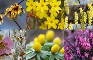 冬季室外开花植物20种（北方冬天室外能开花的植物）
