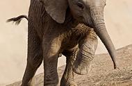 非洲象的外貌特征（非洲象的样子）