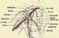 上臂血管解剖结构图（上臂静脉血管解剖图）