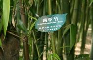 四季竹的养护方法（四季竹怎么养才能更旺盛）
