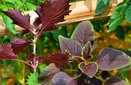 紫苏适合一年四季种植吗（紫苏几月份种植最合适）