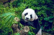 熊猫吃的都是嫩竹子吗（熊猫吃的竹子是硬还是软）