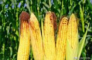 玉米最迟几月份可以播种（玉米在几月份播种最好）