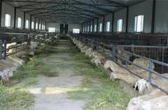 湖羊养殖技术和配方（湖羊的放养养殖方法及注意事项）