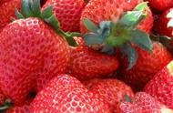 草莓开花期能用氮磷钾吗（草莓开花期可以使用高磷肥吗）