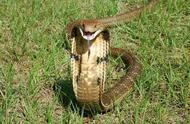 眼镜蛇的毒囊图片（中国眼镜蛇的图片）