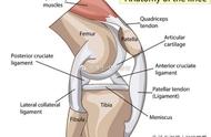 膝盖痛自愈方法（膝盖痛最好的恢复方法）