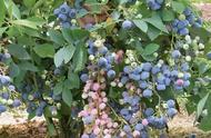 阳台蓝莓种植结果多吗（蓝莓可以在北阳台种植吗）