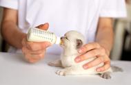 刚出生的小狗喝奶粉怎么办（刚出生的小狗需要喝奶粉吗）