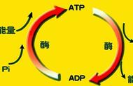 ATP是什么组成的（atp是怎样形成的）