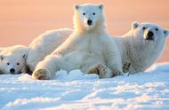 北极熊适合生存的环境及原因（北极熊的生活环境与习性）