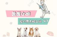 拉布拉多幼犬吃不胖是什么原因（拉布拉多幼犬能吃很瘦怎么办）