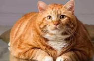 橘猫为什么那么胖呢（橘猫怎么胖了）