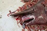 十大危险鲨鱼排名视频（十大凶猛鲨鱼排名）