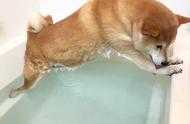 现在一个月的小狗能洗澡吗（一个月多月的小狗可以洗澡吗）