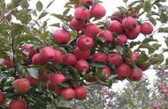 桃树使用流体硼副作用（铜制剂对桃树的危害）