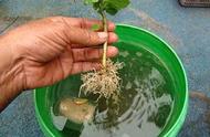怎样用水只种植刚移栽过的植物