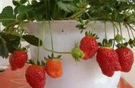 房子里草莓的种植方法（草莓室内种植方法全过程）