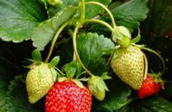 8个矿泉水瓶种草莓（草莓种植方法全过程）