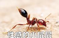 黑蚂蚁粉最佳食用方法（黑蚂蚁粉怎么吃疗效最好）