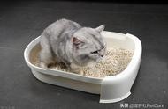 猫砂臭了怎么处理（猫砂臭有什么小妙招）