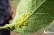 十一月份还有蚜虫吗（蚜虫几月份下去）