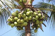 椰子的生长周期（椰子树为何在广东不结椰子）