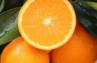 脐橙矮化密植行株距是多少（种植脐橙的株距和行距间隔是多大）